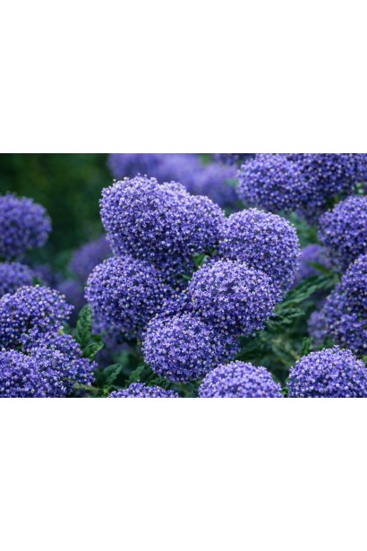 Цеанотус Конча